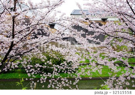 伏見の桜 32515558