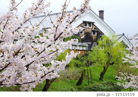 伏見の桜 32515559