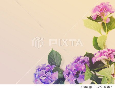 blue and violet hortensia flowers 32516367