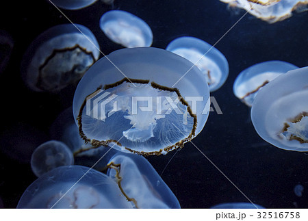 クラゲ 海月 水母 キタミズクラゲの写真素材