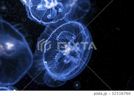 クラゲ 海月 水母 ミズクラゲの写真素材