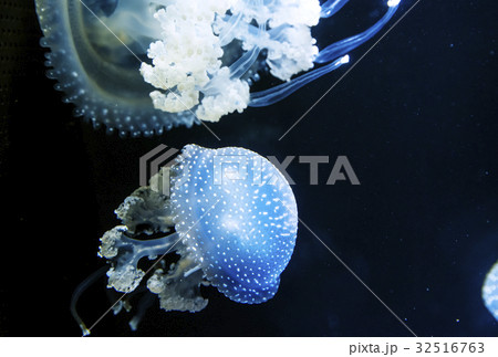 クラゲ 海月 水母 プンクタータ クラゲ 海月 水母 プンクタータ 32516763