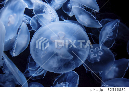 クラゲ　海月　水母　ミズクラゲ 32516882