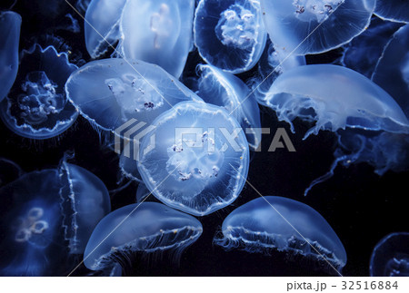 クラゲ 海月 水母 ラビアータ ミズクラゲの写真素材