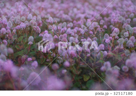 ピンクの花が咲き乱れる天国のような風景 ピンクの花が咲き乱れる天国のような風景 32517180