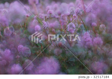 ピンクの花が咲き乱れる天国のような風景 ピンクの花が咲き乱れる天国のような風景 32517184