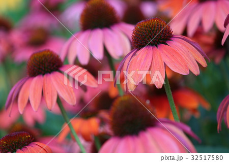 ムラサキバレンギク ムラサキバレンギク 32517580