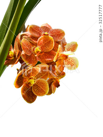 Yellow orchid on white background Yellow orchid on white background 32517777