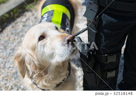 Police dog with distinctive Police dog with distinctive 32518148