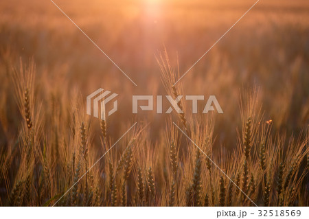Golden field of ripe wheat in the evening Golden field of ripe wheat in the evening 32518569