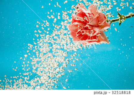 carnations flowers on a blue background carnations flowers on a blue background 32518818
