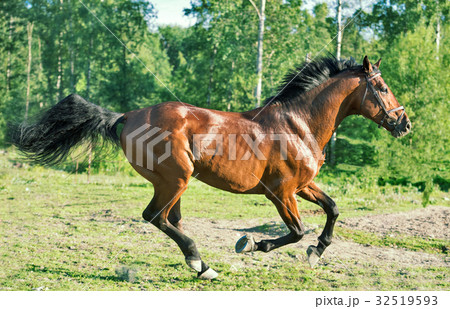 cantering  bay sportive horse. summer 32519593