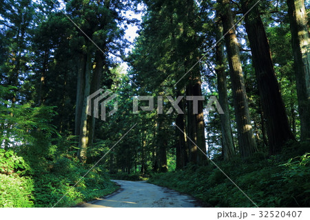初夏の日光杉並木街道 32520407