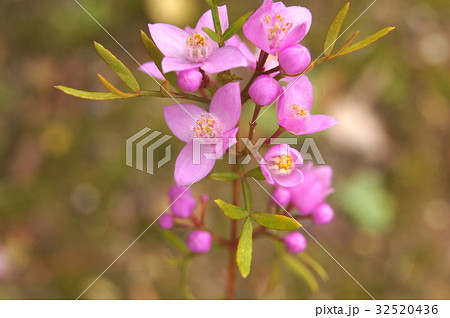 サザンクロス サザンクロス 32520436