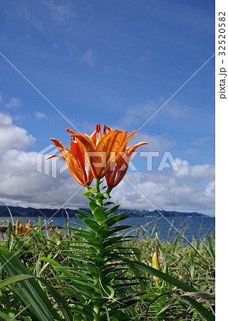 千葉県富津市佐貫のすかし百合群生地 32520582
