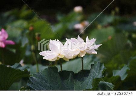 鶴岡八幡宮　ハス　Lotus 32520774