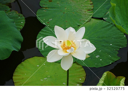 鶴岡八幡宮　ハス　Lotus 32520775