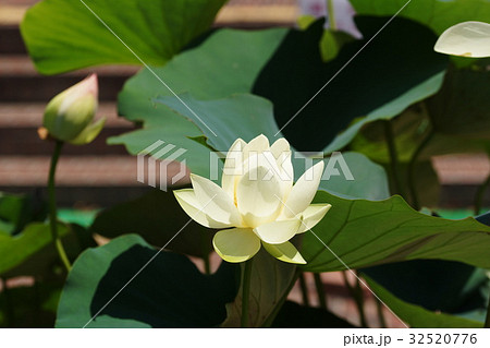 鶴岡八幡宮 ハス Lotus 鶴岡八幡宮 ハス Lotus 32520776