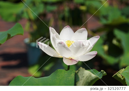 鶴岡八幡宮 ハス Lotus 鶴岡八幡宮 ハス Lotus 32520777