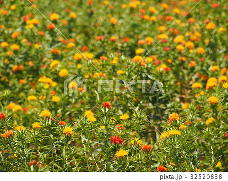 長福寿寺のベニバナ 長福寿寺のベニバナ 32520838