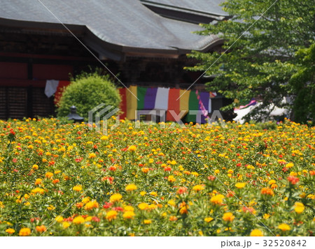 長福寿寺のベニバナ 32520842