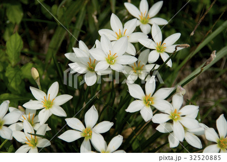 タマスダレの花 32520885