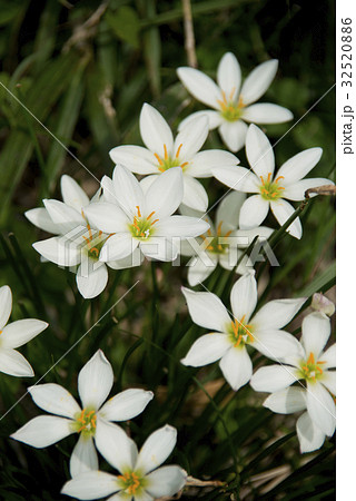 タマスダレの花 32520886