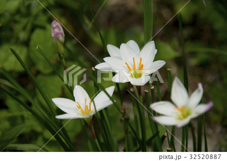 タマスダレの花 32520887