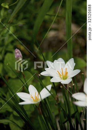 タマスダレの花 32520888