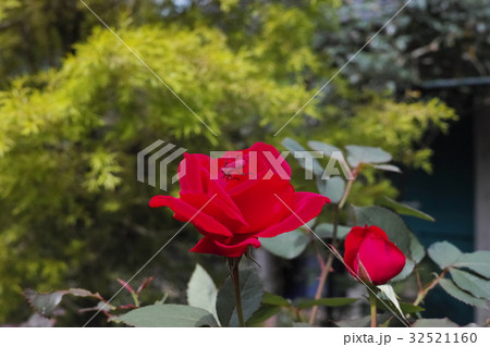 バラ Rose バラ Rose 32521160