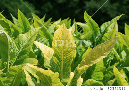 タバコの葉 32521311