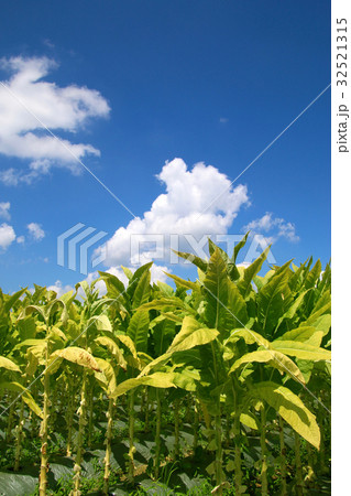 タバコの葉 32521315