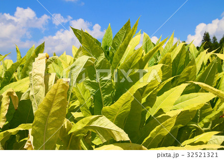 タバコの葉（田村市） 32521321