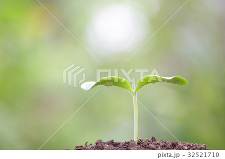 Tree planting Tree planting 32521710