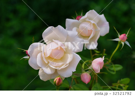 バラ マダム フィガロの写真素材