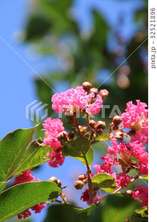 サルスベリの花 サルスベリの花 32521896