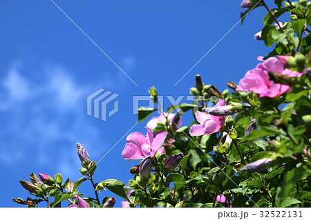 ムクゲの花 32522131
