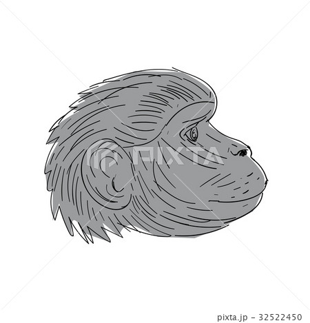 Gelada Monkey Head Side Drawing 32522450
