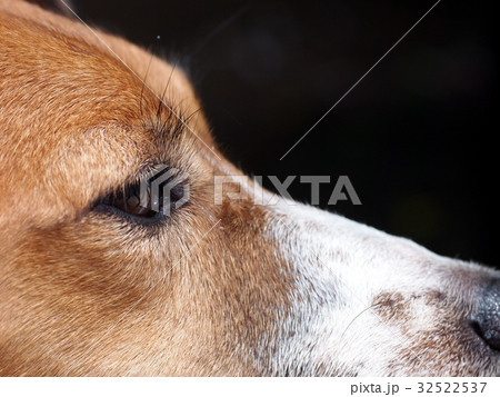 happy active young Jack Russel terrier dog eye happy active young Jack Russel terrier dog eye 32522537