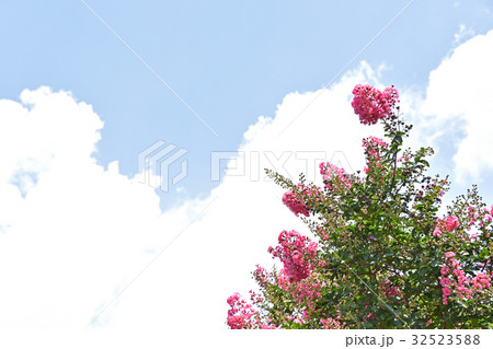 サルスベリ（百日紅） 32523588