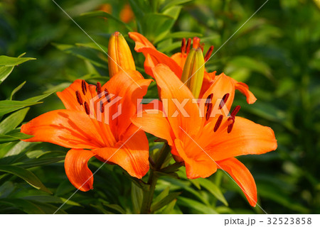 ユリの花 32523858