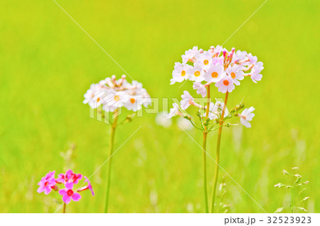 くりん草 くりん草 32523923