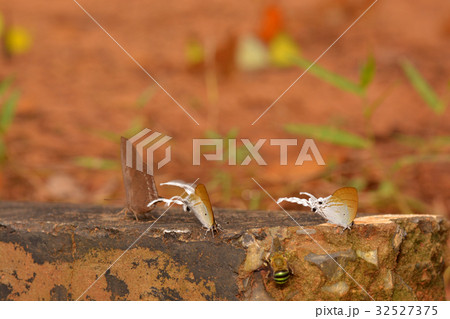 The Fluffy Tit (Zeltus amasa maximinianus) 32527375