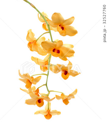 Yellow orchid isolate on white background. Yellow orchid isolate on white background. 32527760