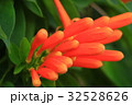 台湾 嘉義 阿里山 32528626