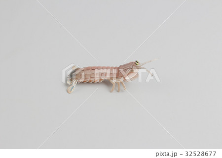 plastic figure of Peacock mantis shrimp plastic figure of Peacock mantis shrimp 32528677