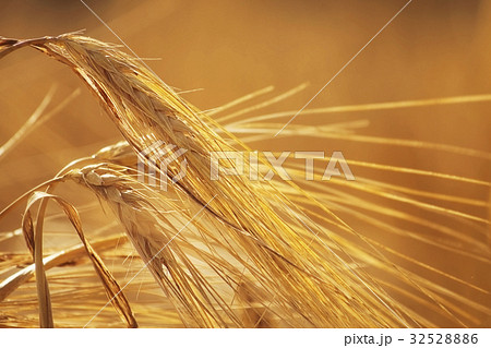 Ripe spikelets of rye close-up  32528886
