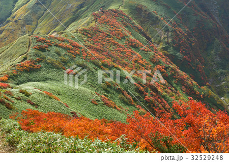 谷川連峰 武能岳からの紅葉の笹平 谷川連峰 武能岳からの紅葉の笹平 32529248