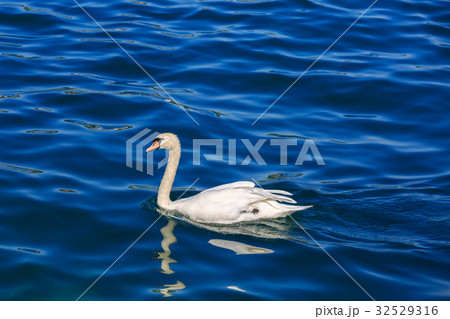 The white swans on Lake Lucerne. The white swans on Lake Lucerne. 32529316