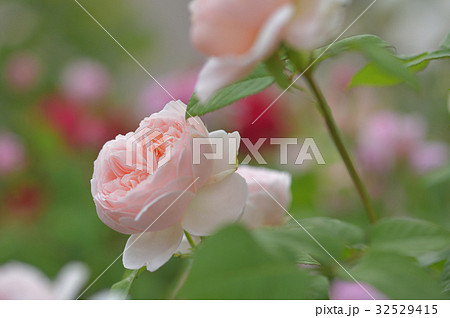 アプリコット色のバラ　アンブリッジローズ 32529415